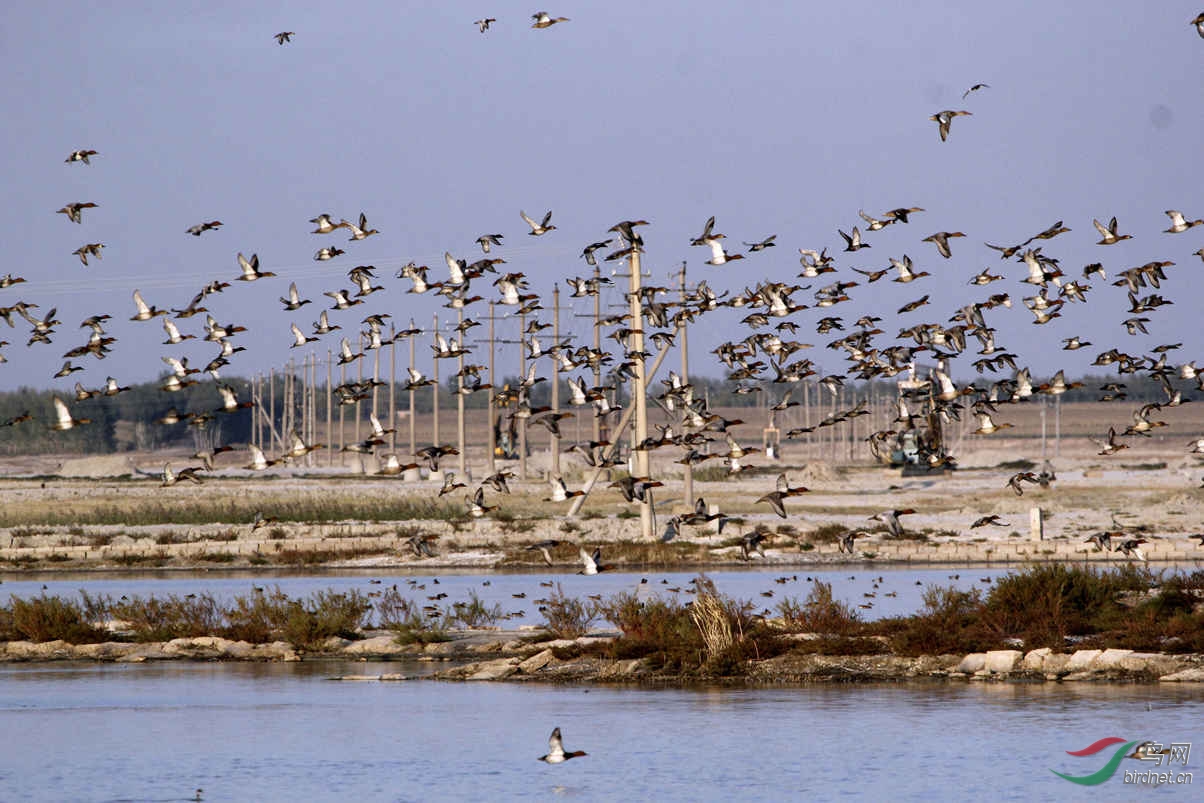《迁徙途中的野鸭》
