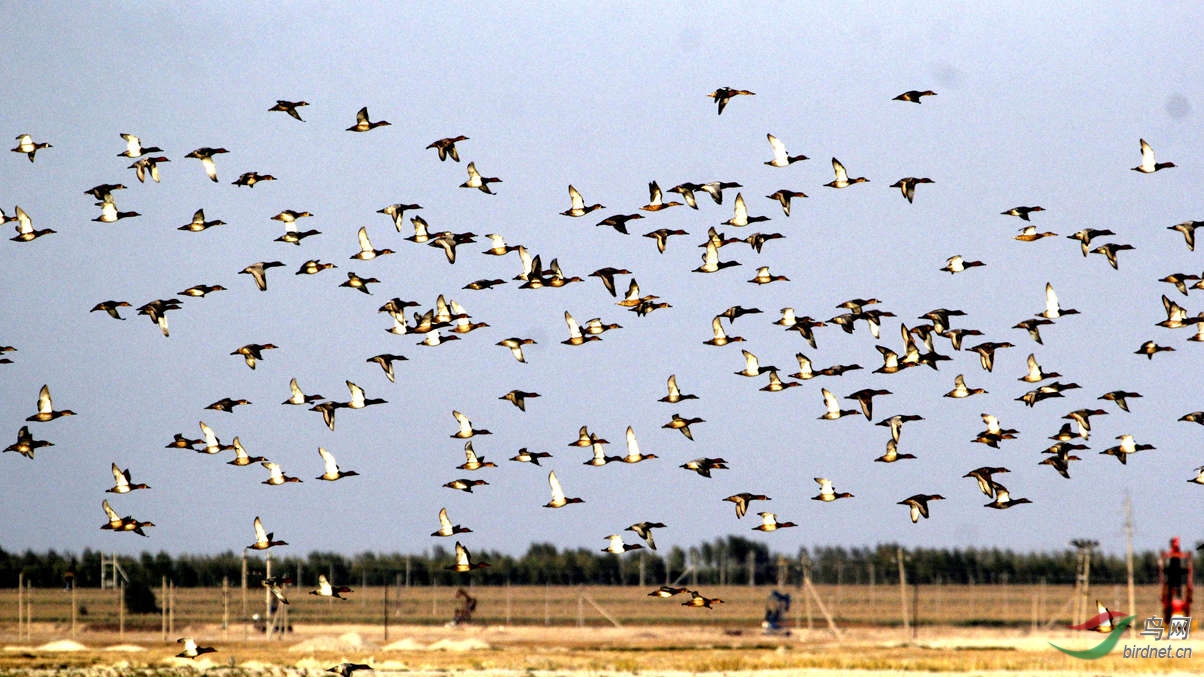 《迁徙途中的野鸭》