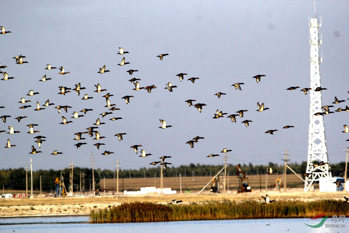《迁徙途中的野鸭》
