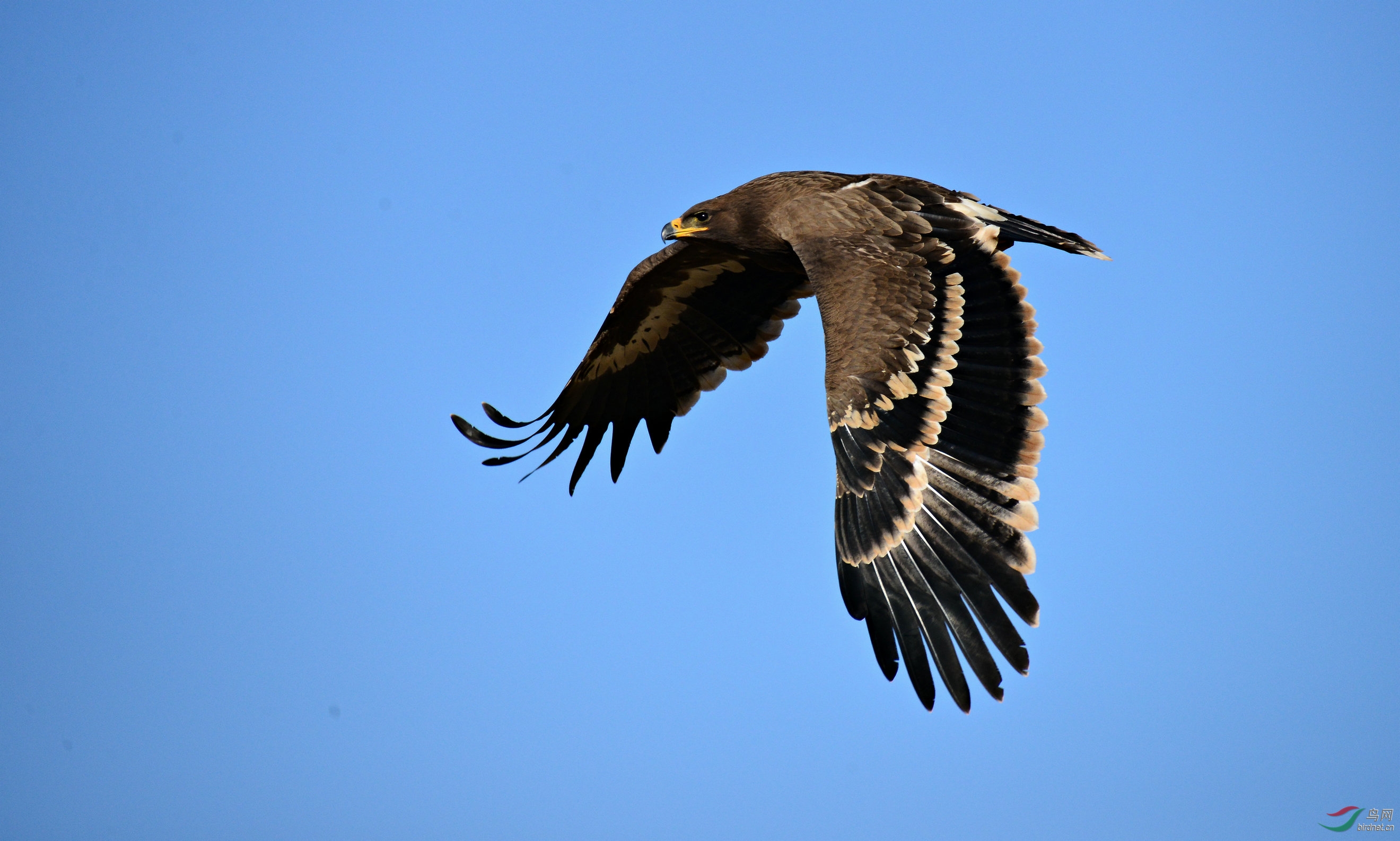 草原雕的神姿妙趣
