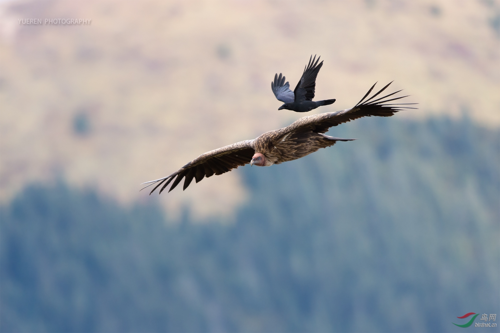 (高山兀鹫)【 川西 鹫鸦之战 】
