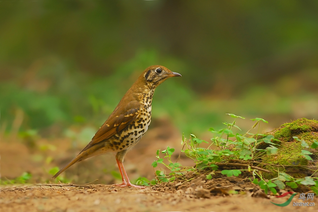 精神气十足的大宝宝兴歌鸫