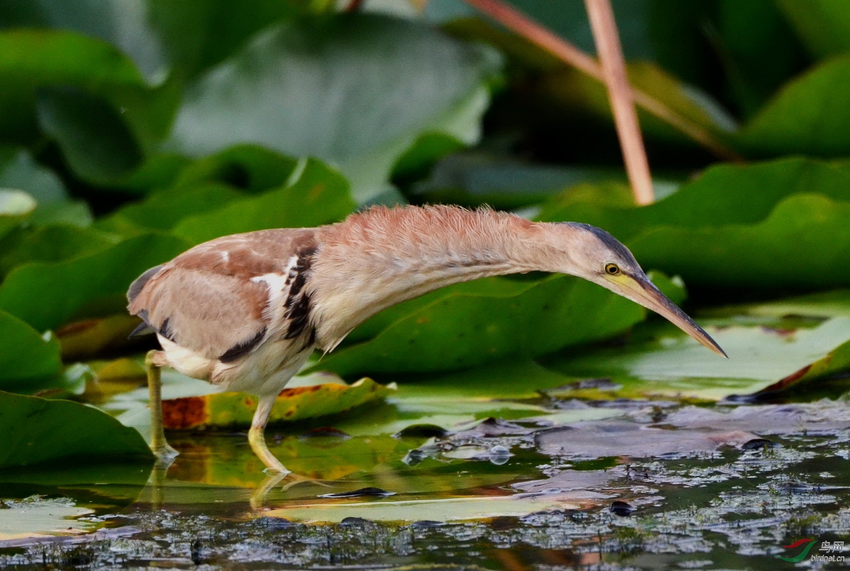 伸长脖子的鹭鸟