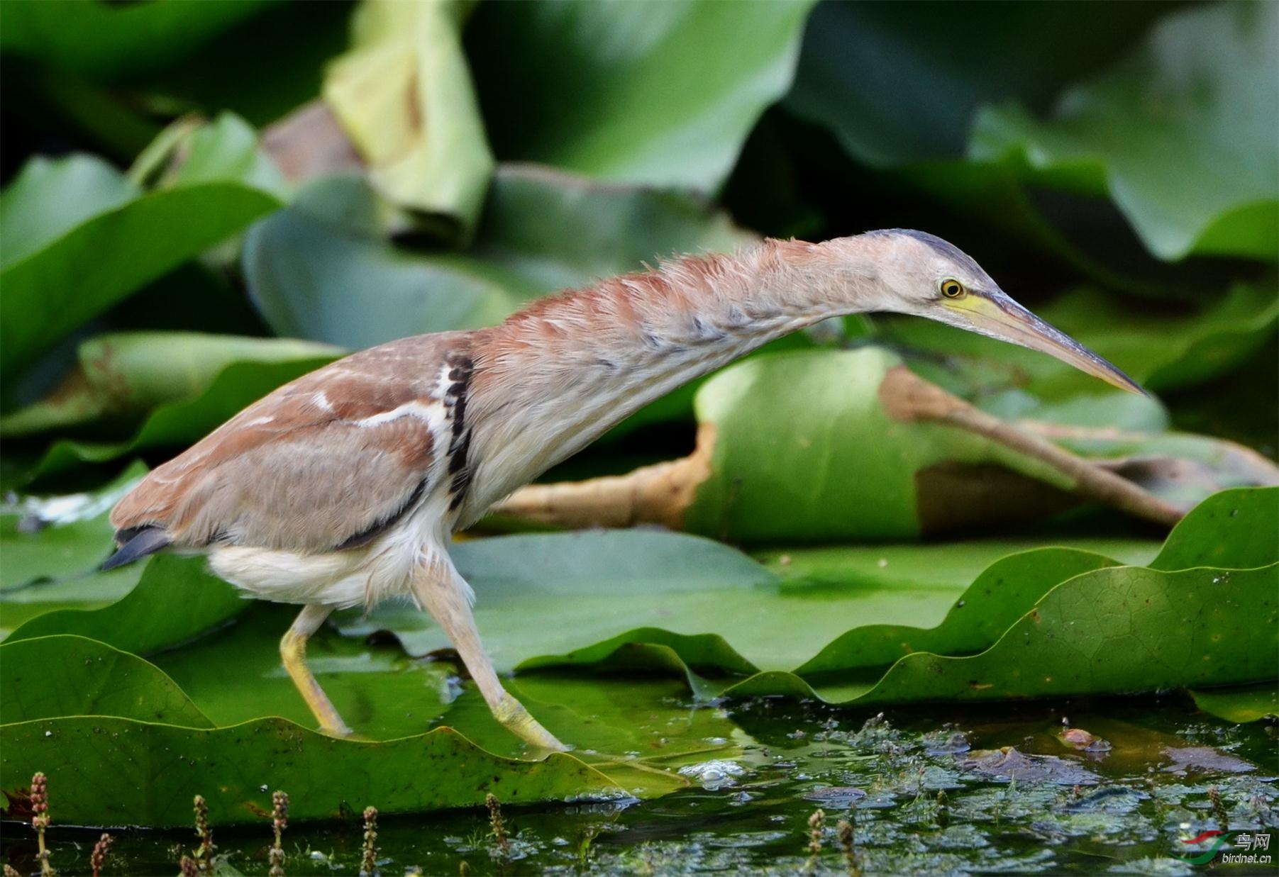 长颈水鸟图片图片