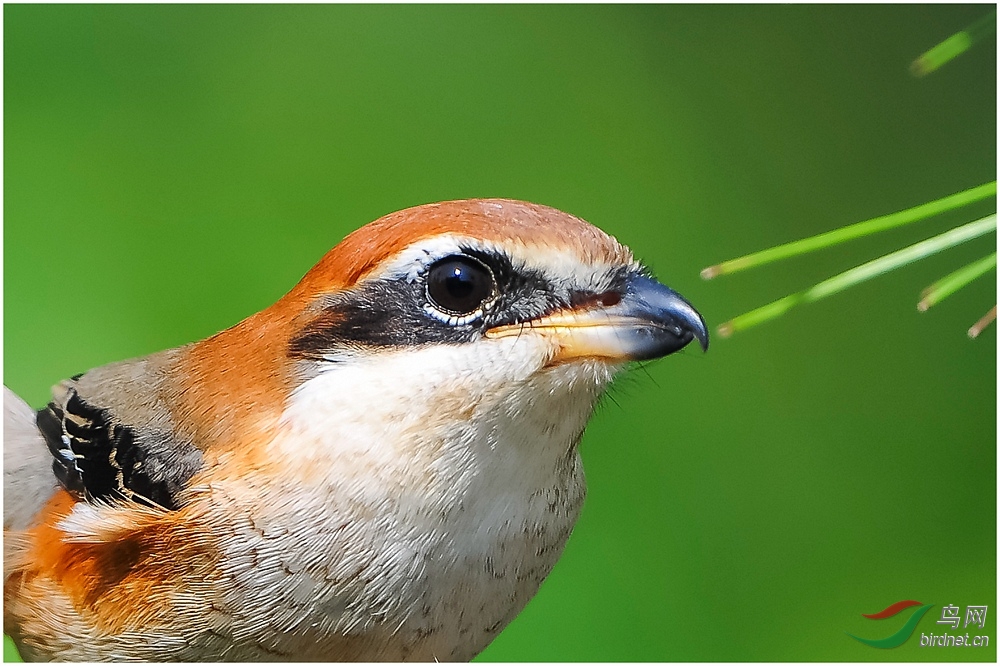 (牛头伯劳)牛头伯劳