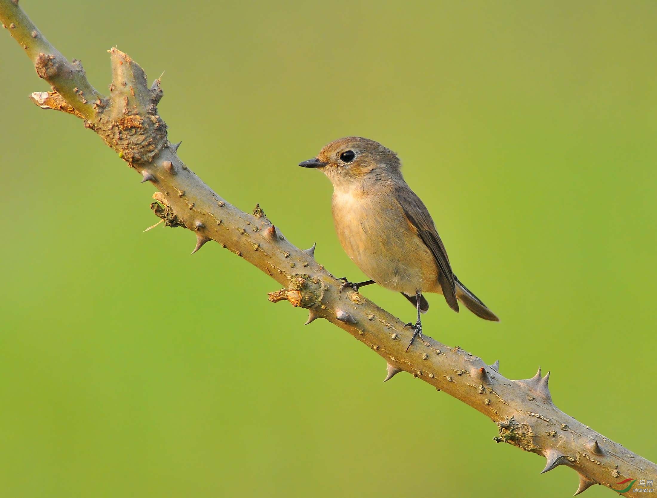 秋思——红喉姬鹟