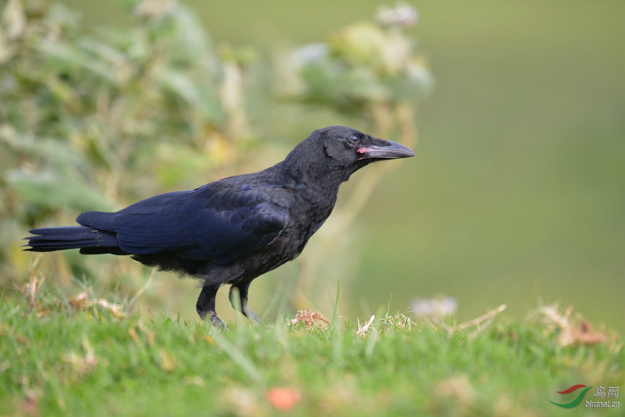 红嘴丫子的乌鸦