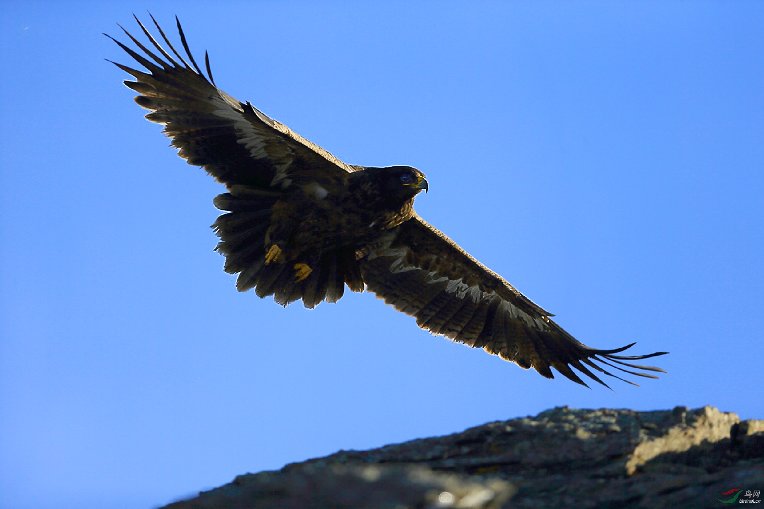 大青山之巅的雄鹰
