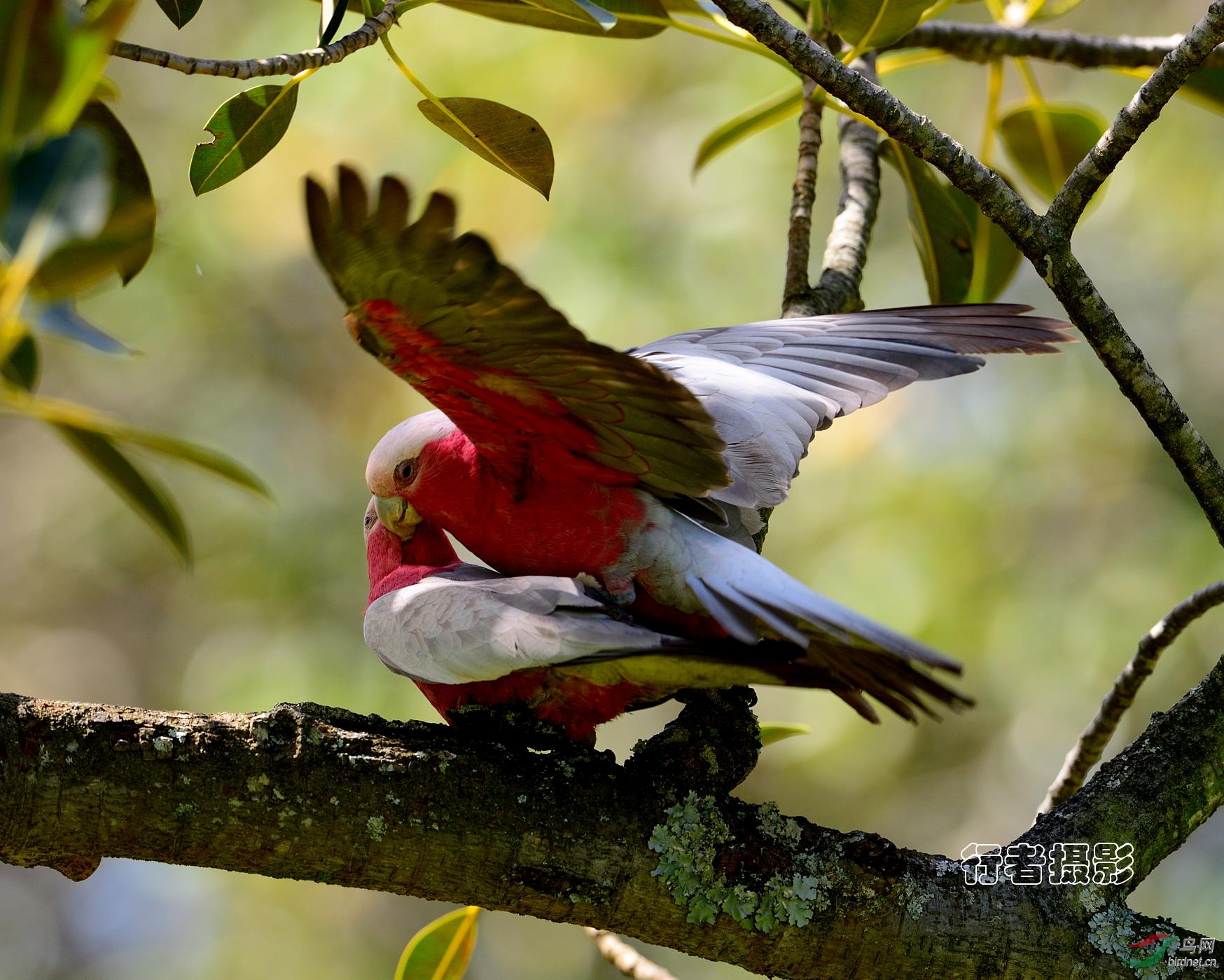 桃红鹦鹉祝贺明哥荣升版主