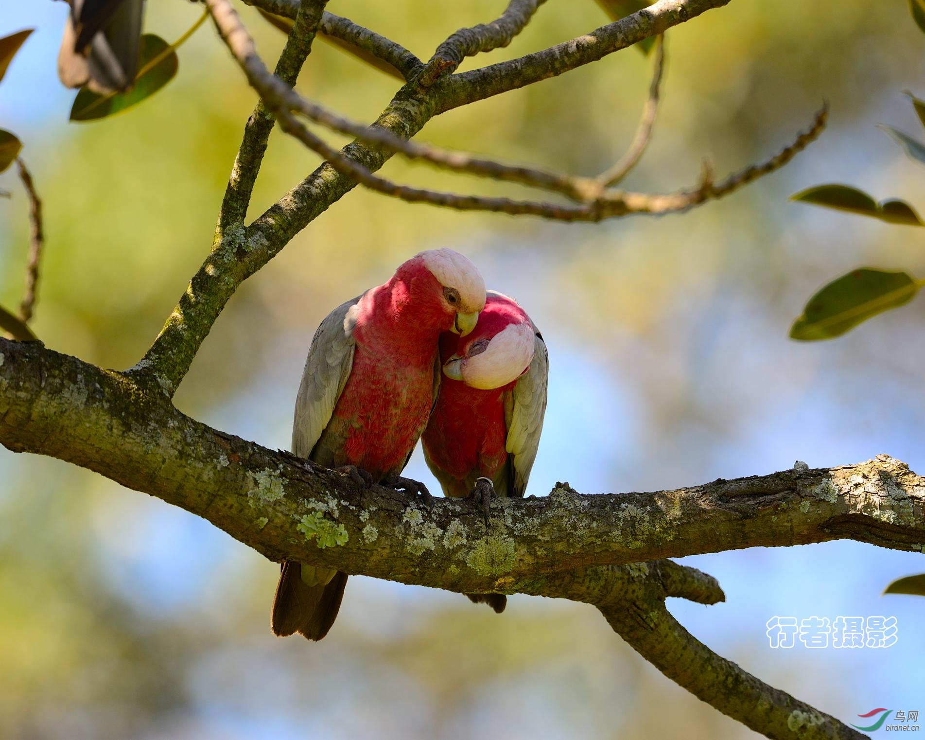 桃红鹦鹉祝贺明哥荣升版主
