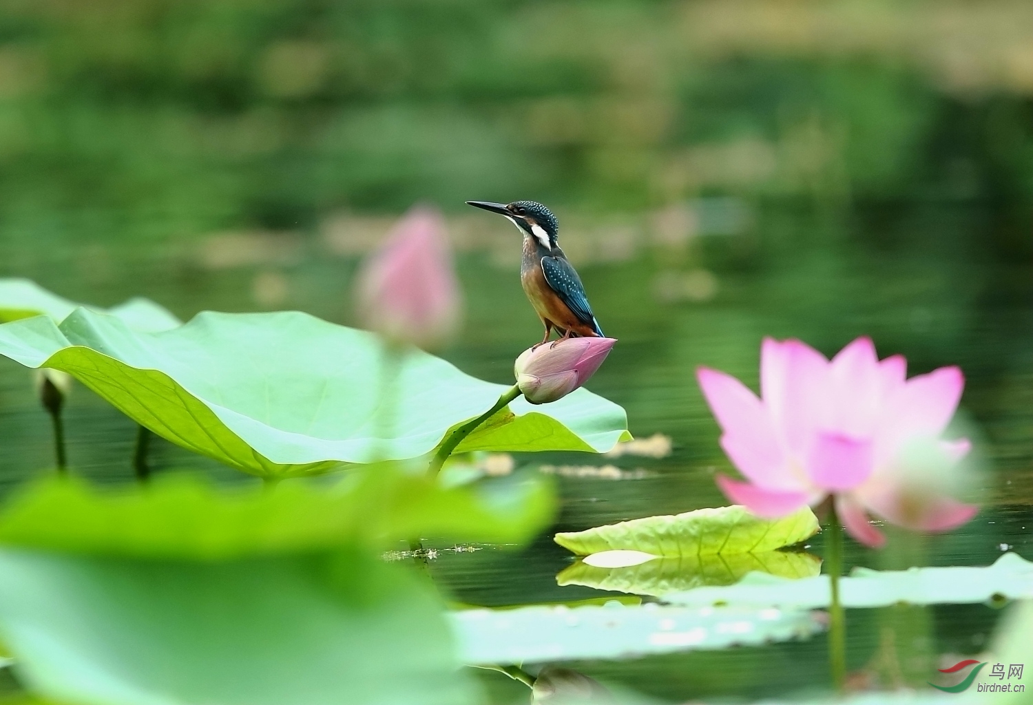 翠鸟争艳荷花塘!