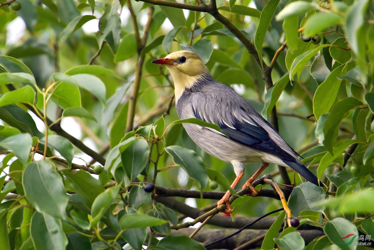 丝光掠鸟在密林中