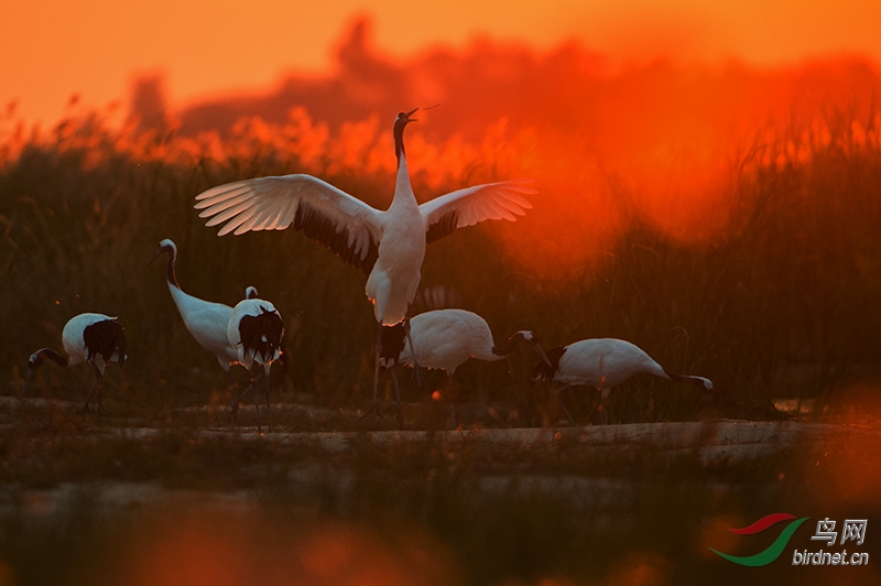 东方白鹳日出东方鹤舞向海