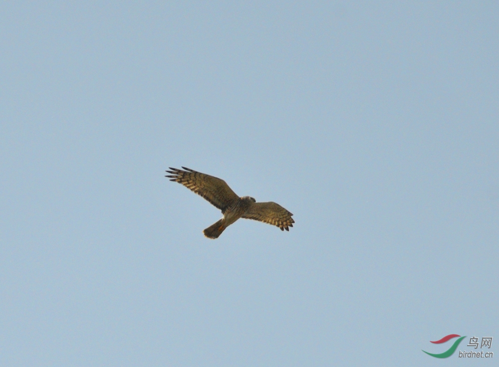 永定河畔飞翔的隼和一只花鹰