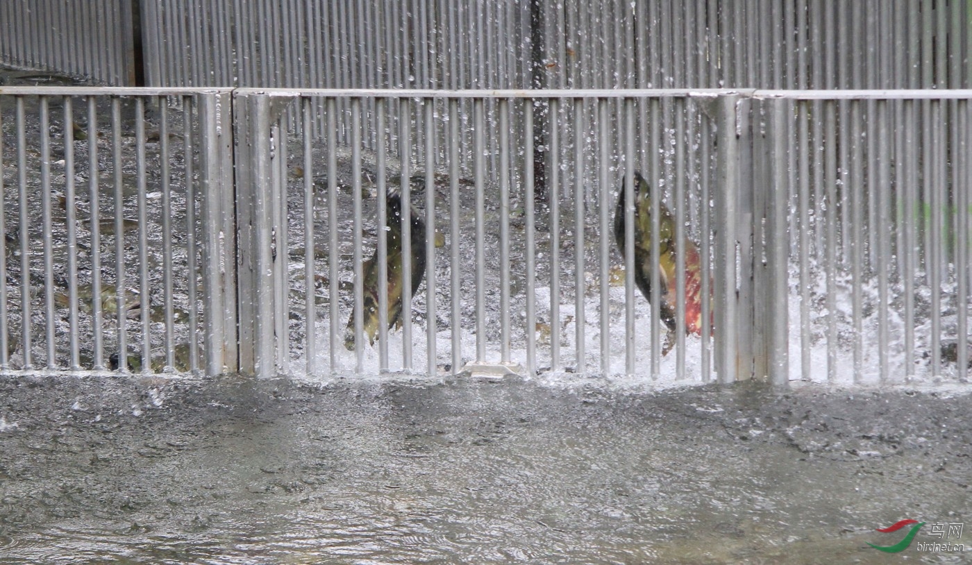 Ϊ�����������,һЩ��ފһЩբ,�{����a�������~��