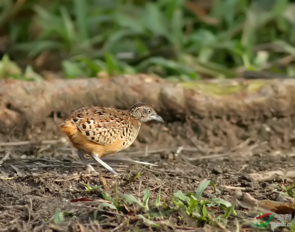 (棕三趾鹑)棕三趾鹑(雄鸟)