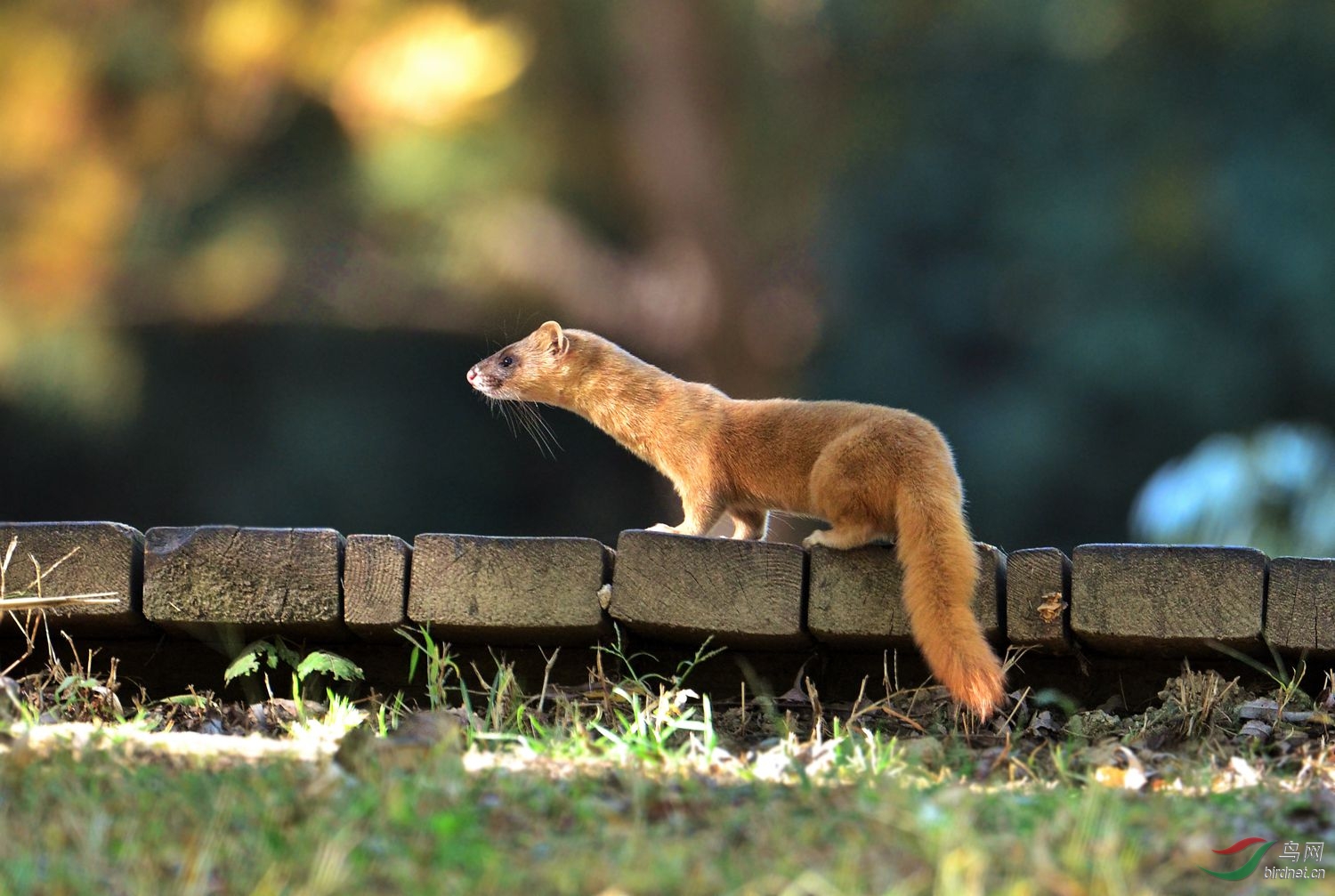 一只可爱的小黄鼬