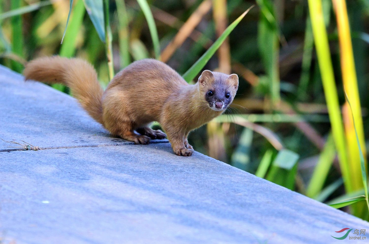 一只可爱的小黄鼬