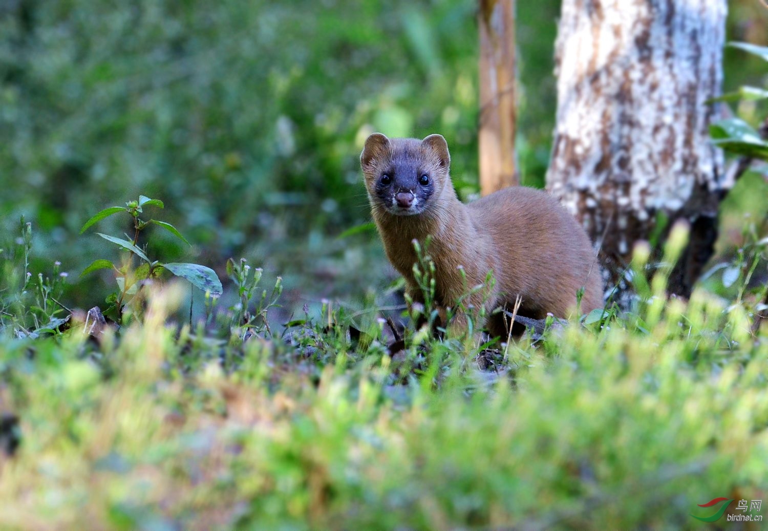 一只可爱的小黄鼬
