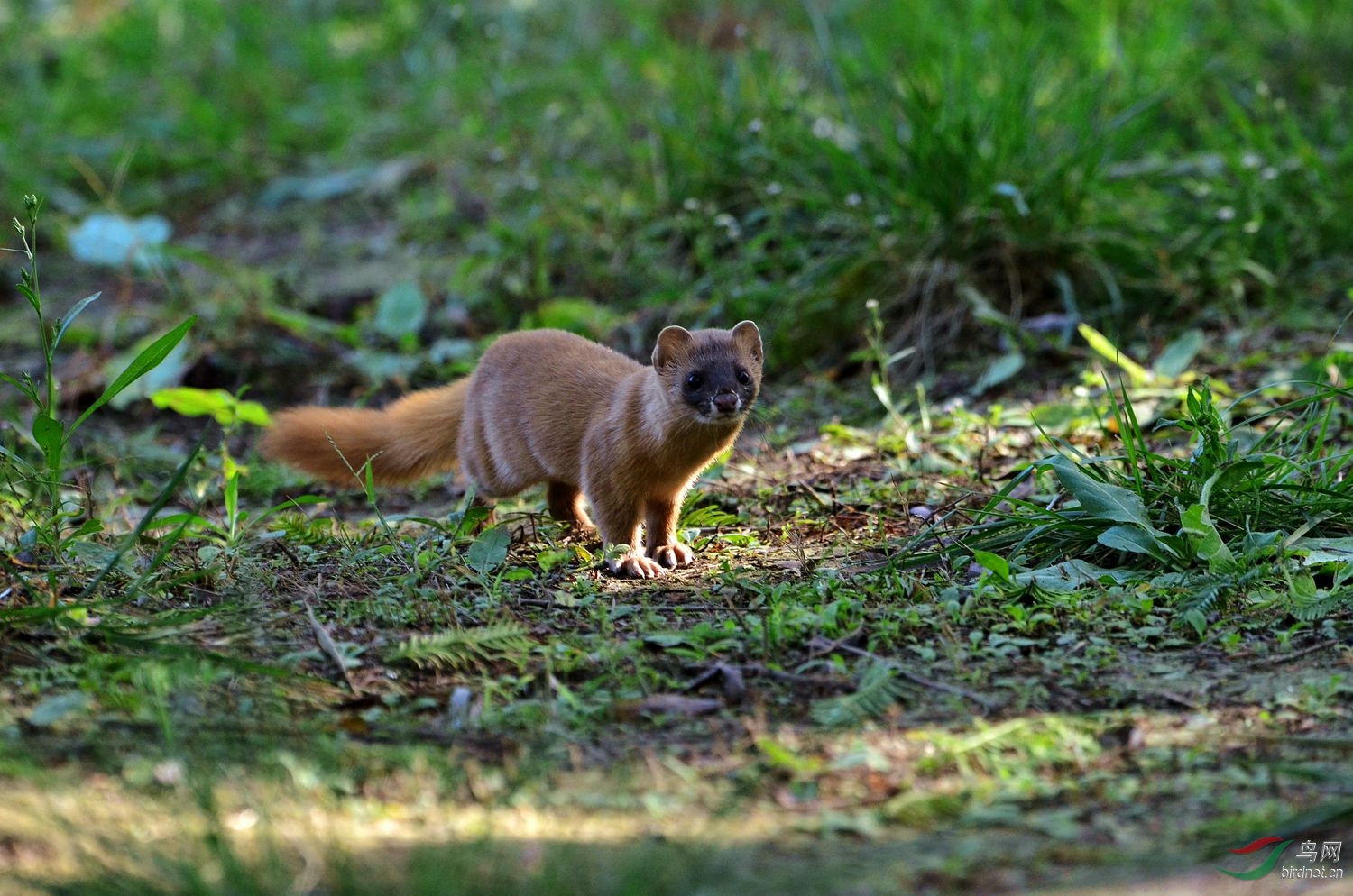 一只可爱的小黄鼬