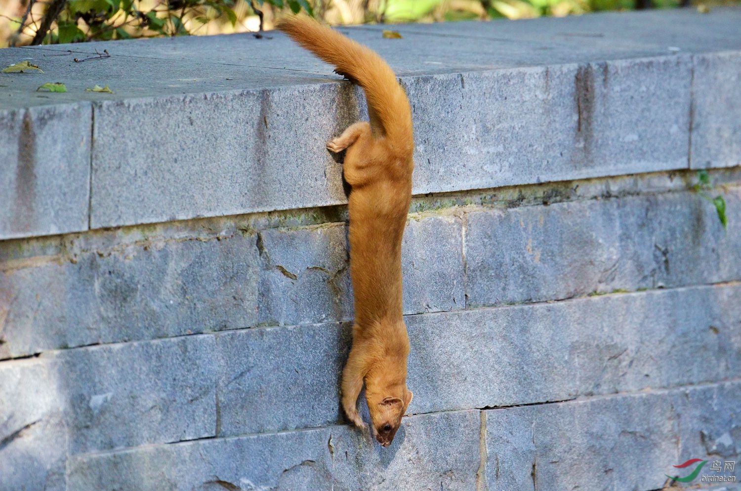 一只可爱的小黄鼬