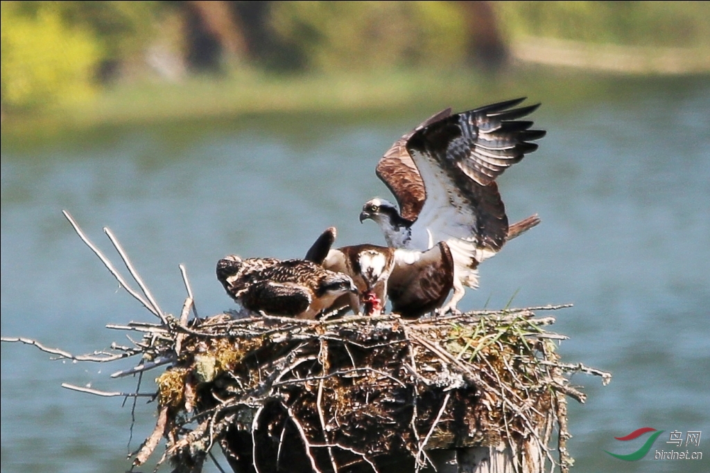 鹗鱼鹰贺图10获得首页精华图片