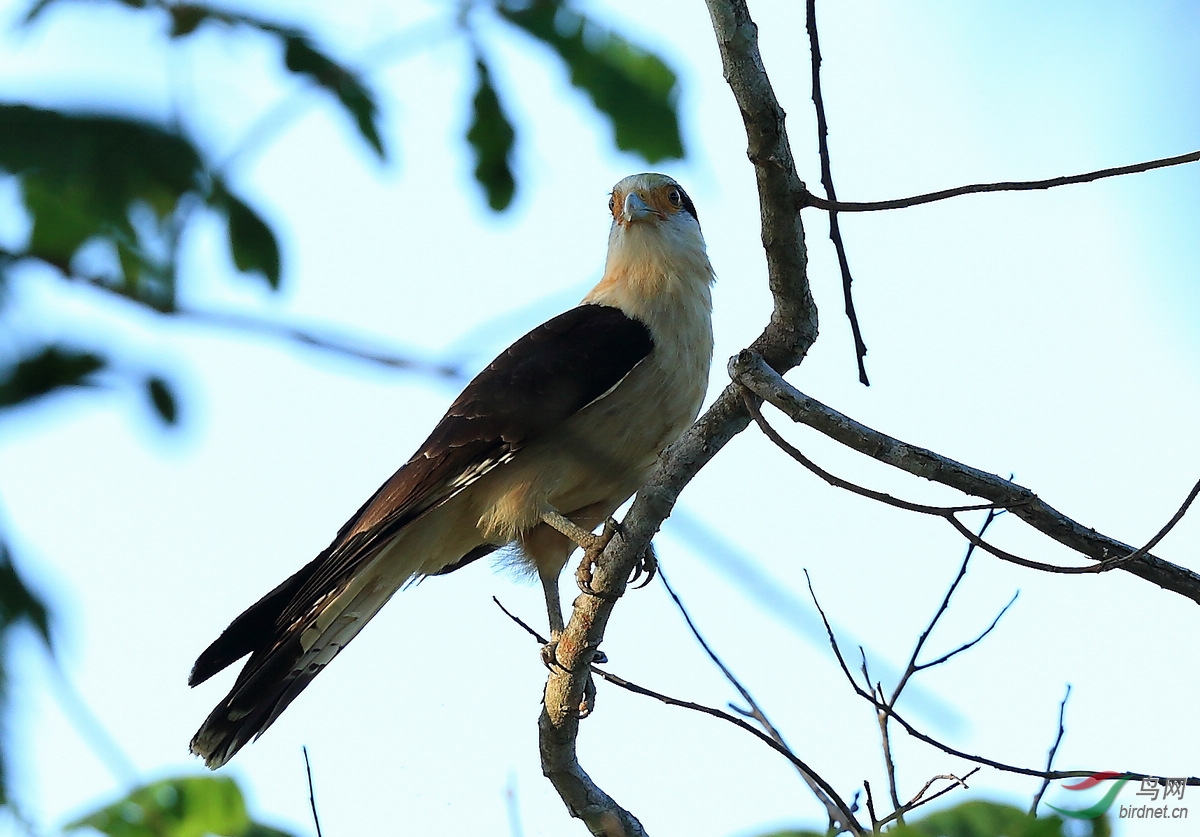 黄头叫隼yellow-headed caracara.jpg
