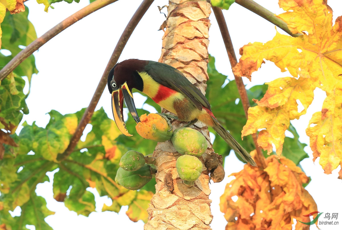 巨嘴鸟巴西我的拍鸟新大陆