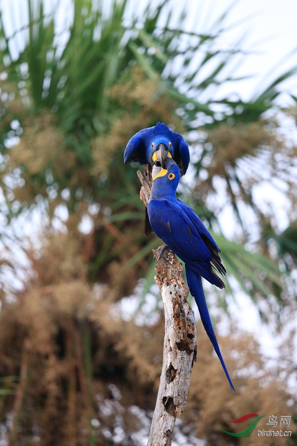 (巨嘴鸟)巴西——我的拍鸟新大陆