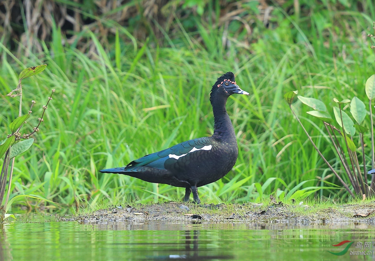 疣鼻栖鸭muscovy duck.jpg