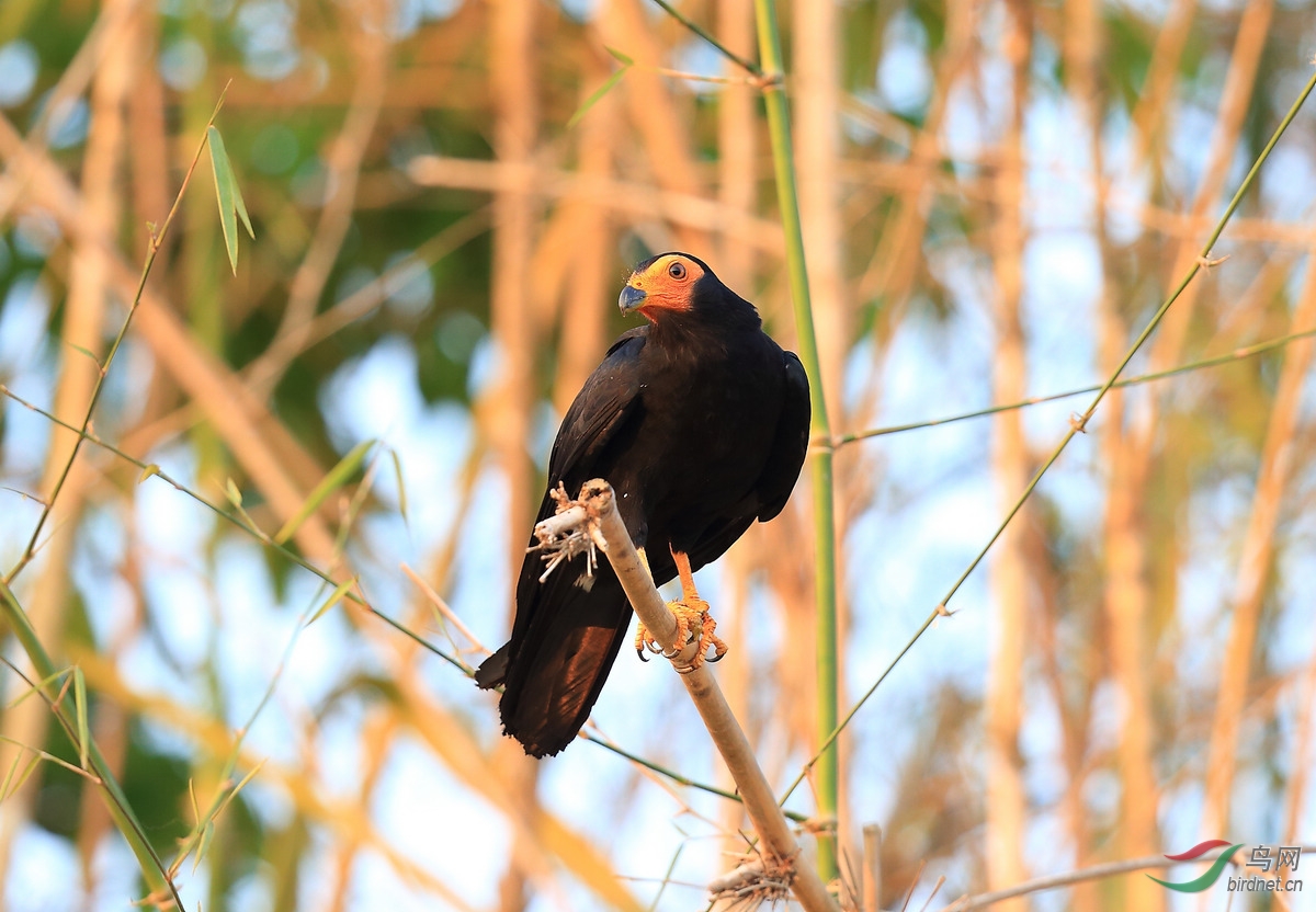 黑巨隼black caracara.jpg