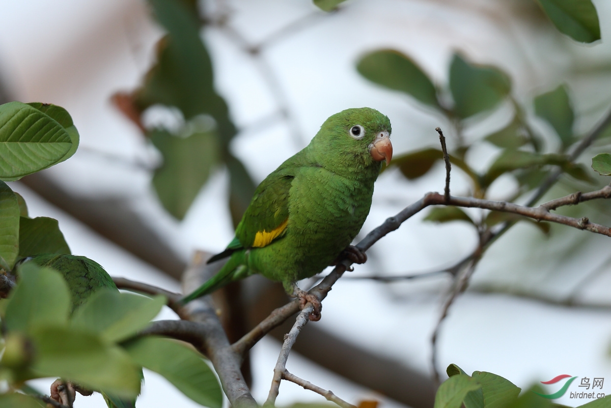 (巨嘴鸟)巴西——我的拍鸟新大陆