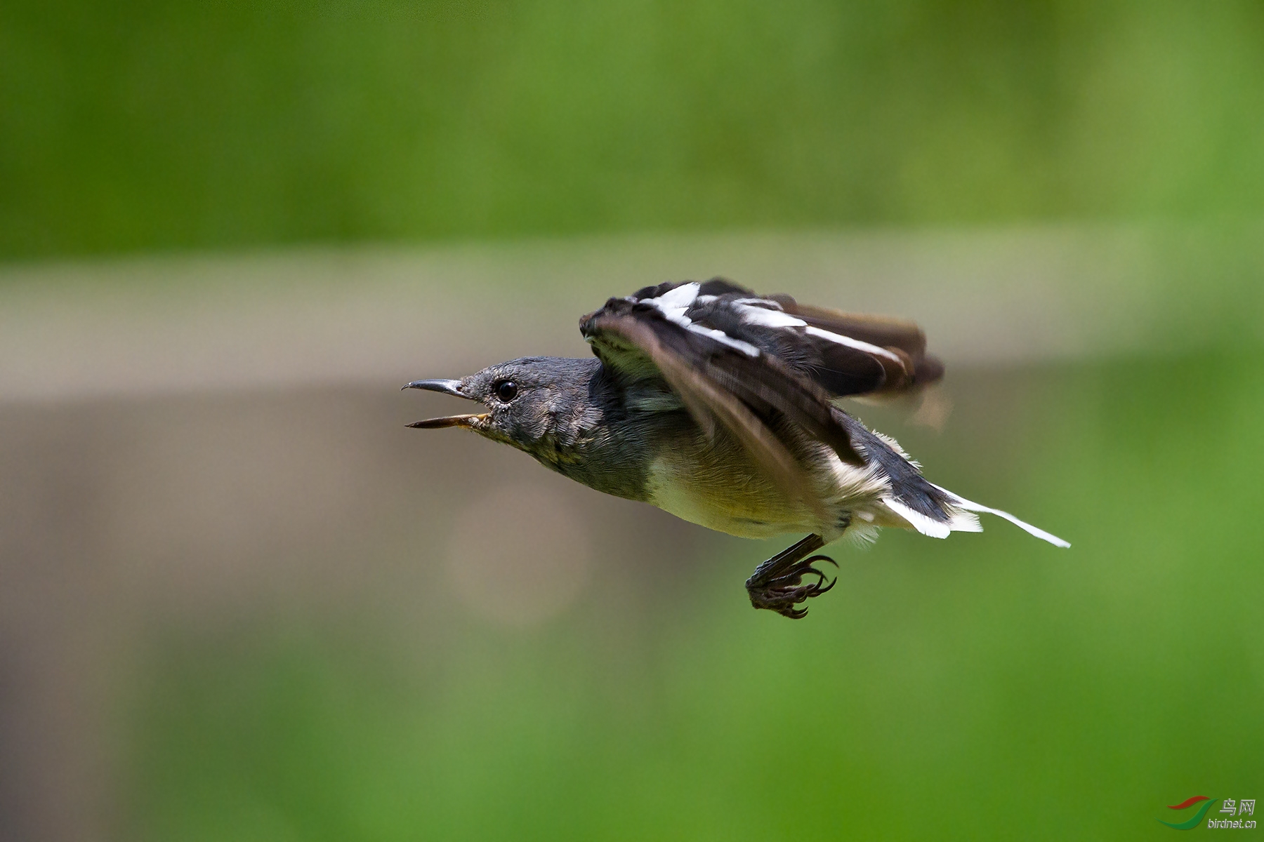 拍菜鸟,飞版无鸟慌,精彩就在身边——鹊鸲