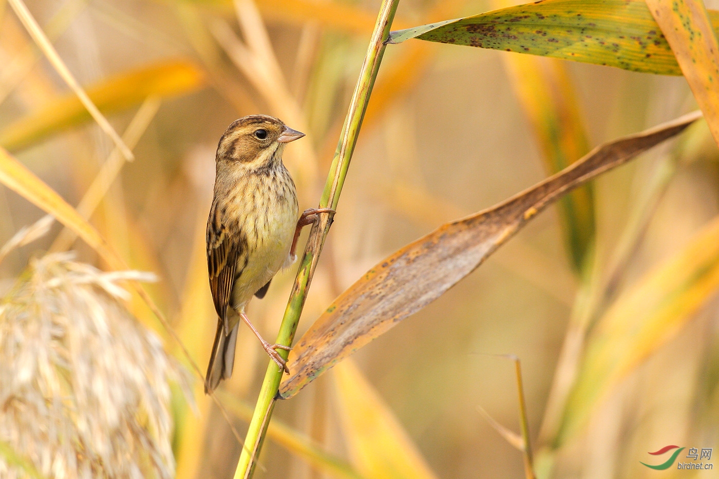 黄胸鹀请教鸟名拍摄于河北