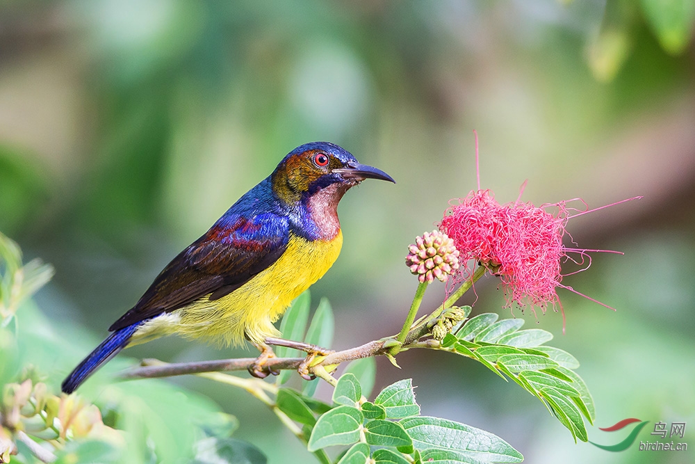 褐喉直嘴太阳鸟