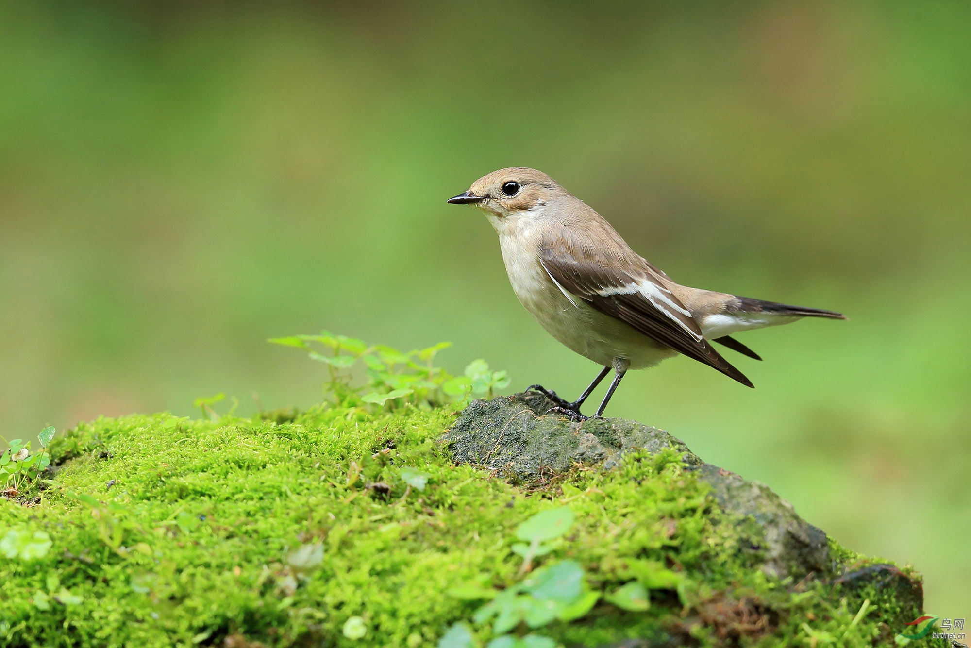斑姬鹟(二)[雌鸟]