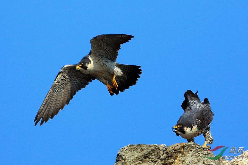 游隼peregrinefalconfalcoperegrinus与猎隼sakerfalconfalcocherrug