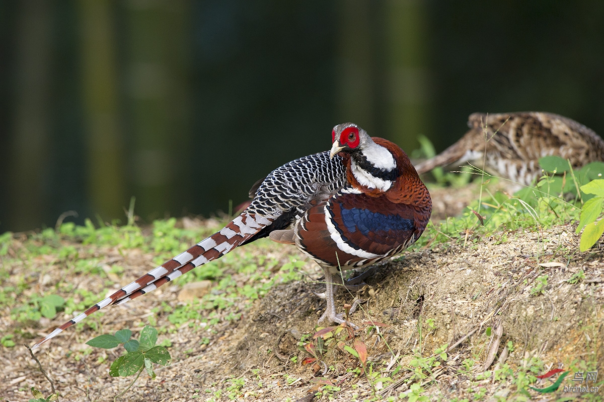 白颈长尾雉