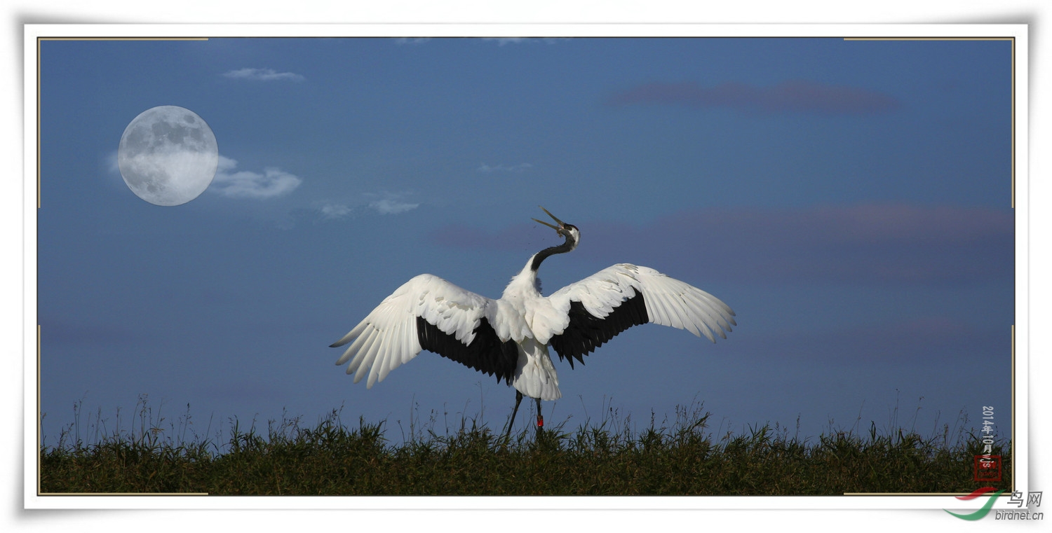 丹顶鹤,我的记忆.