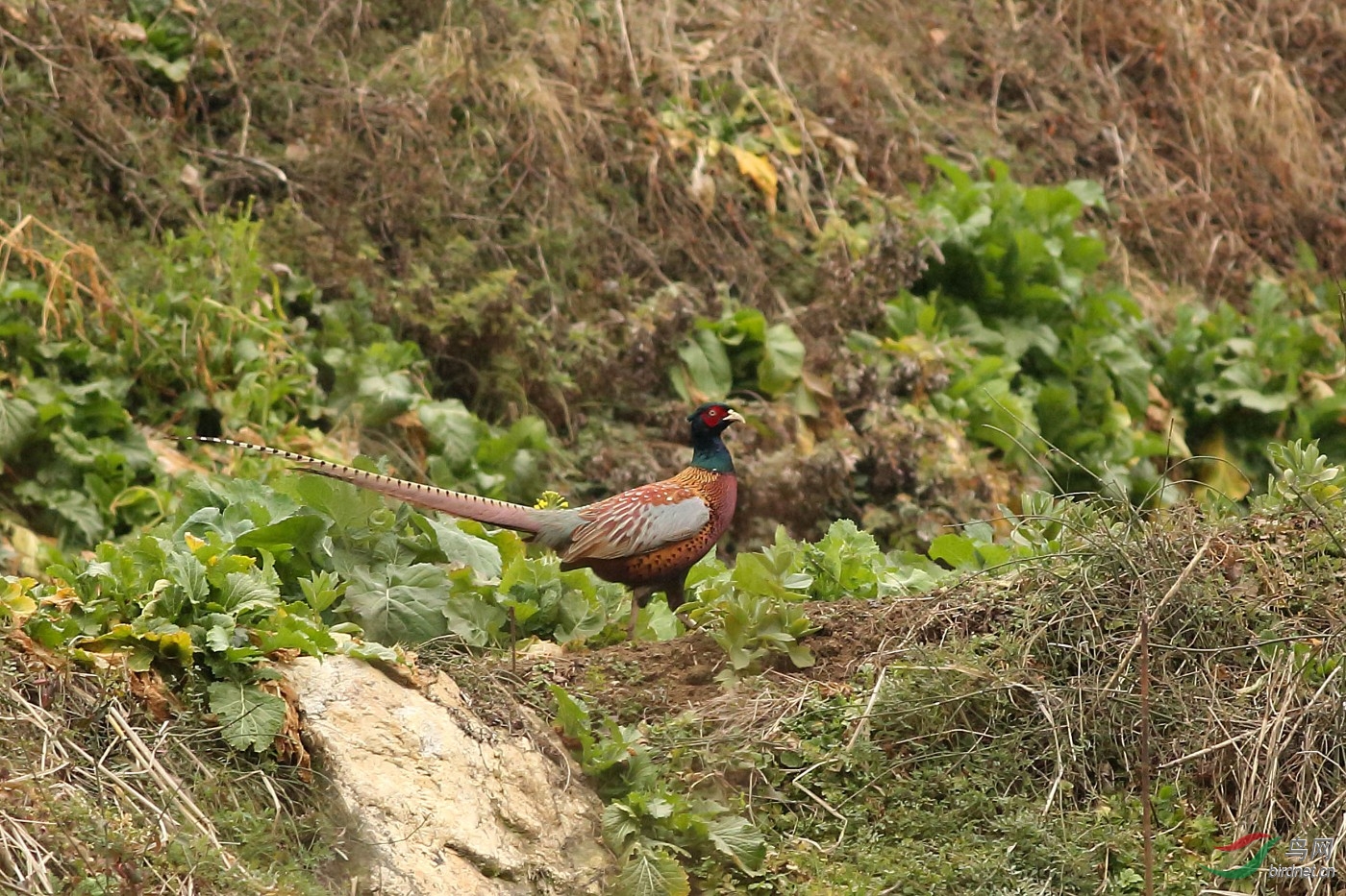 秦岭山区的野鸡 - 鸟类文化版 鸟网