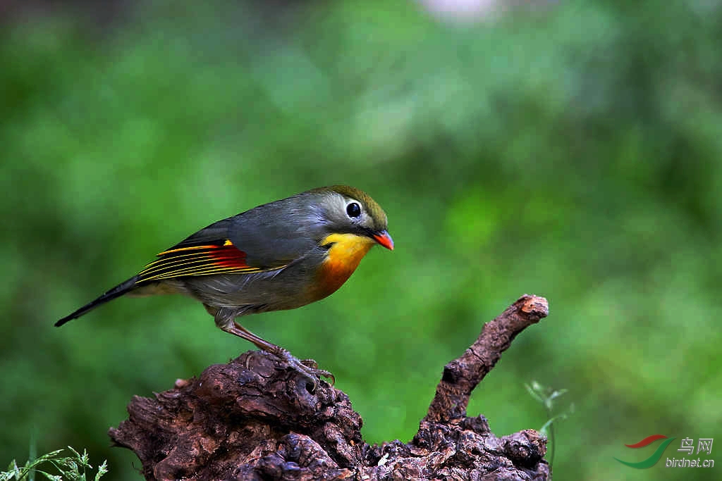标题: 红嘴相思鸟