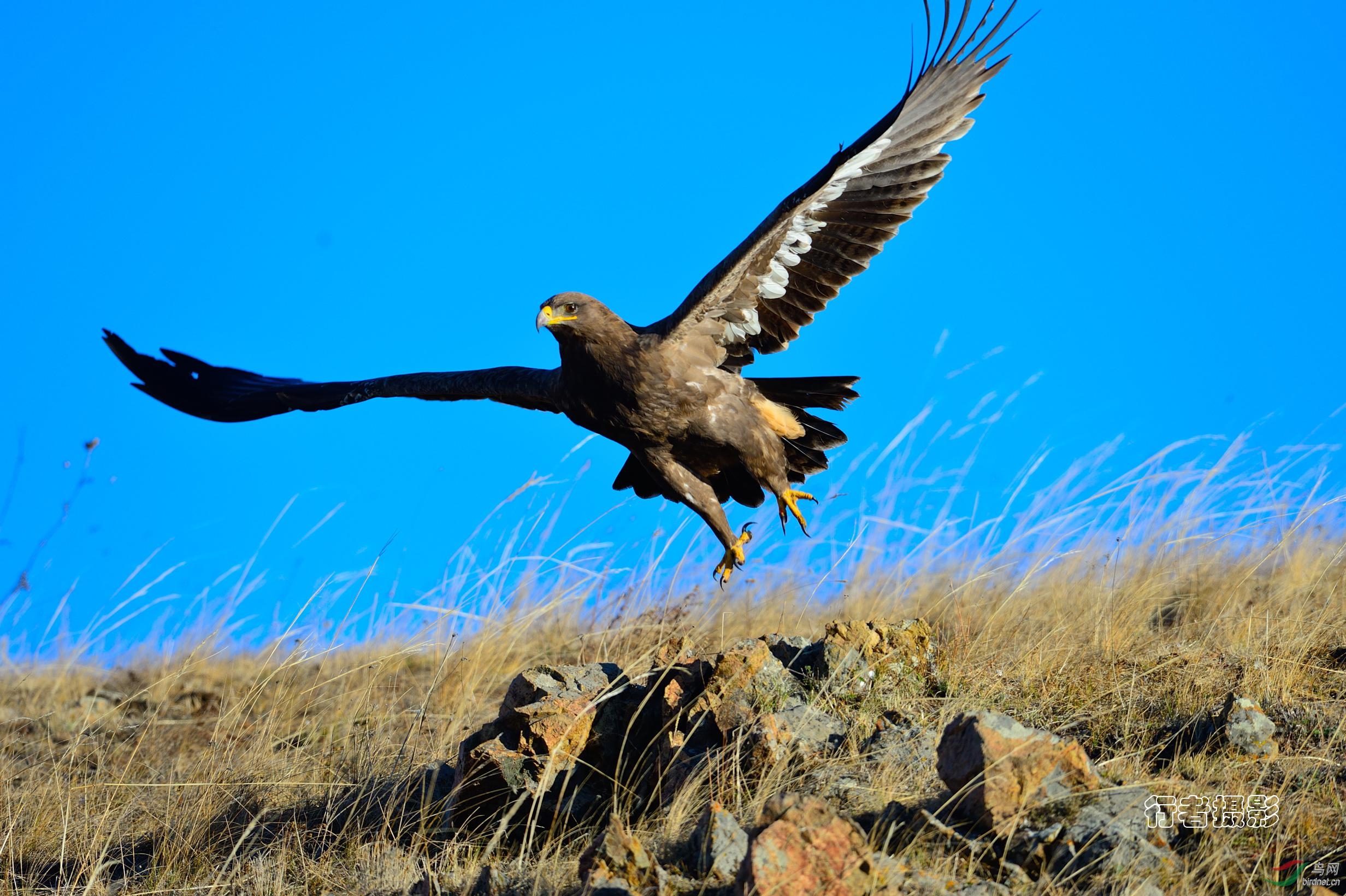 草原雕祝贺明哥荣升版主