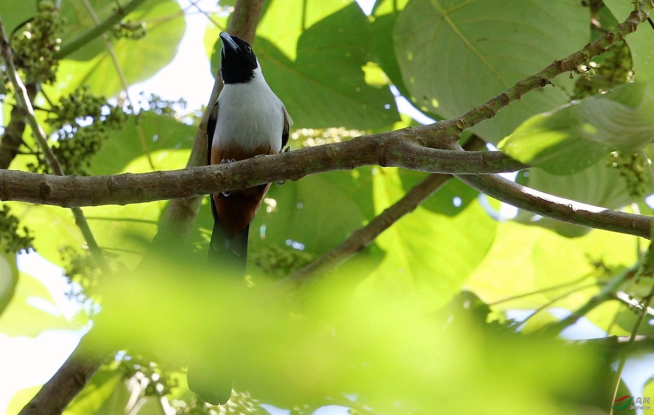 黑额树鹊祝鸟友周末快乐
