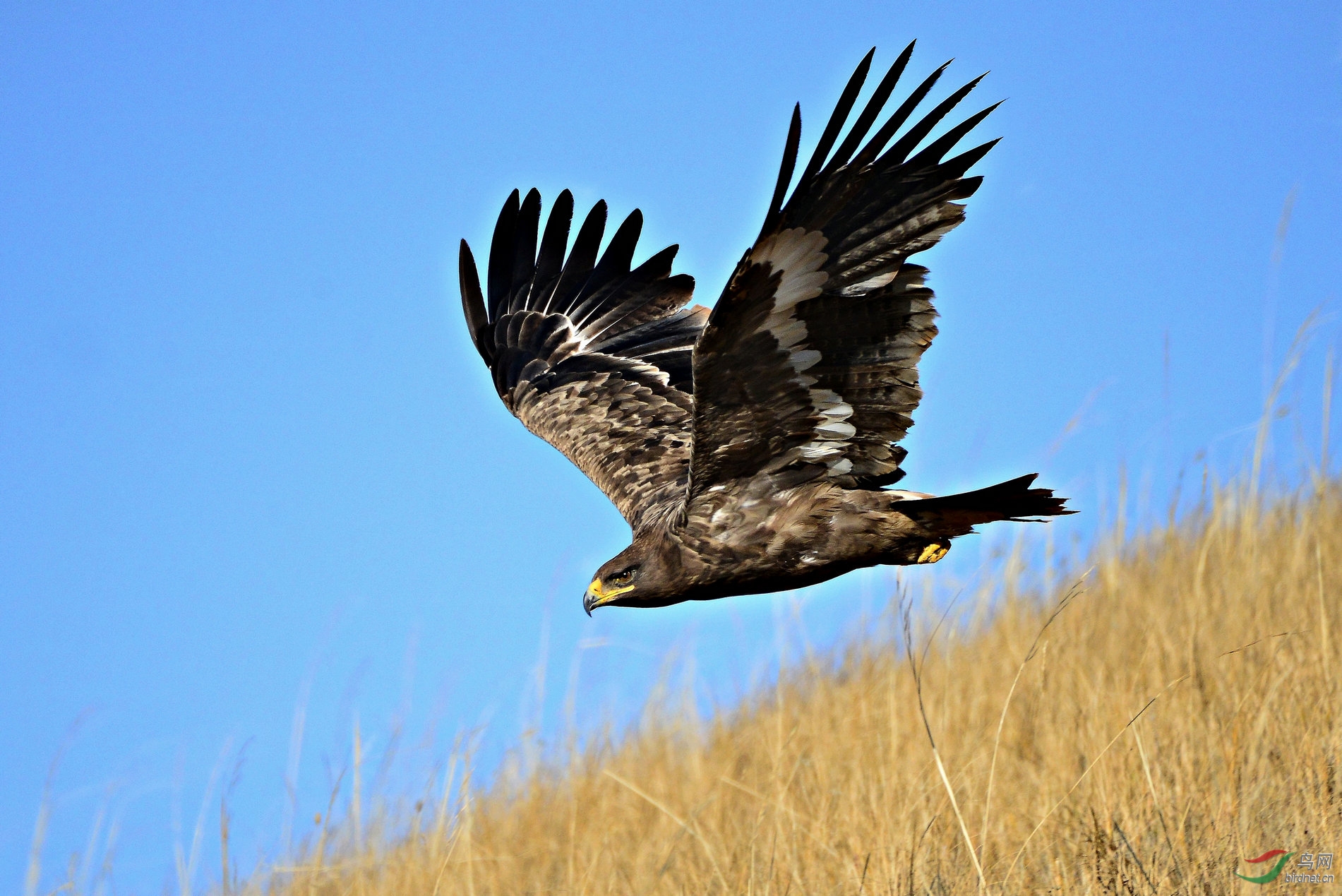 草原上飞翔的雄鹰图片图片