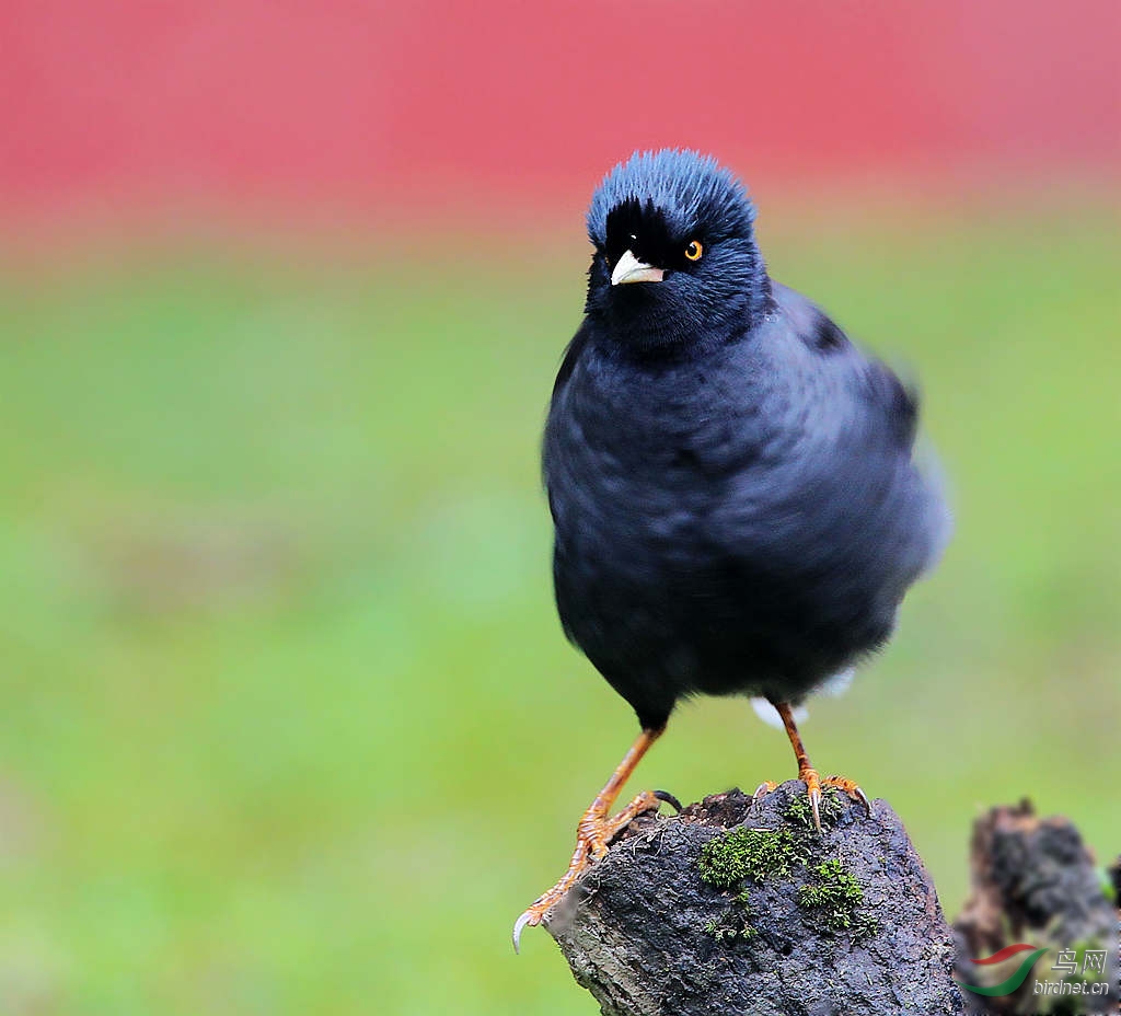秋季八哥的风采