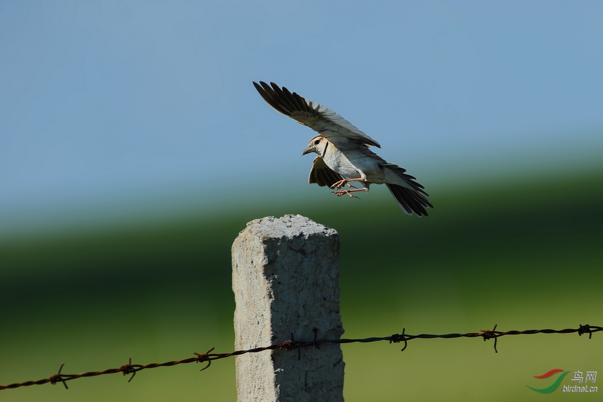 草原上的百灵鸟