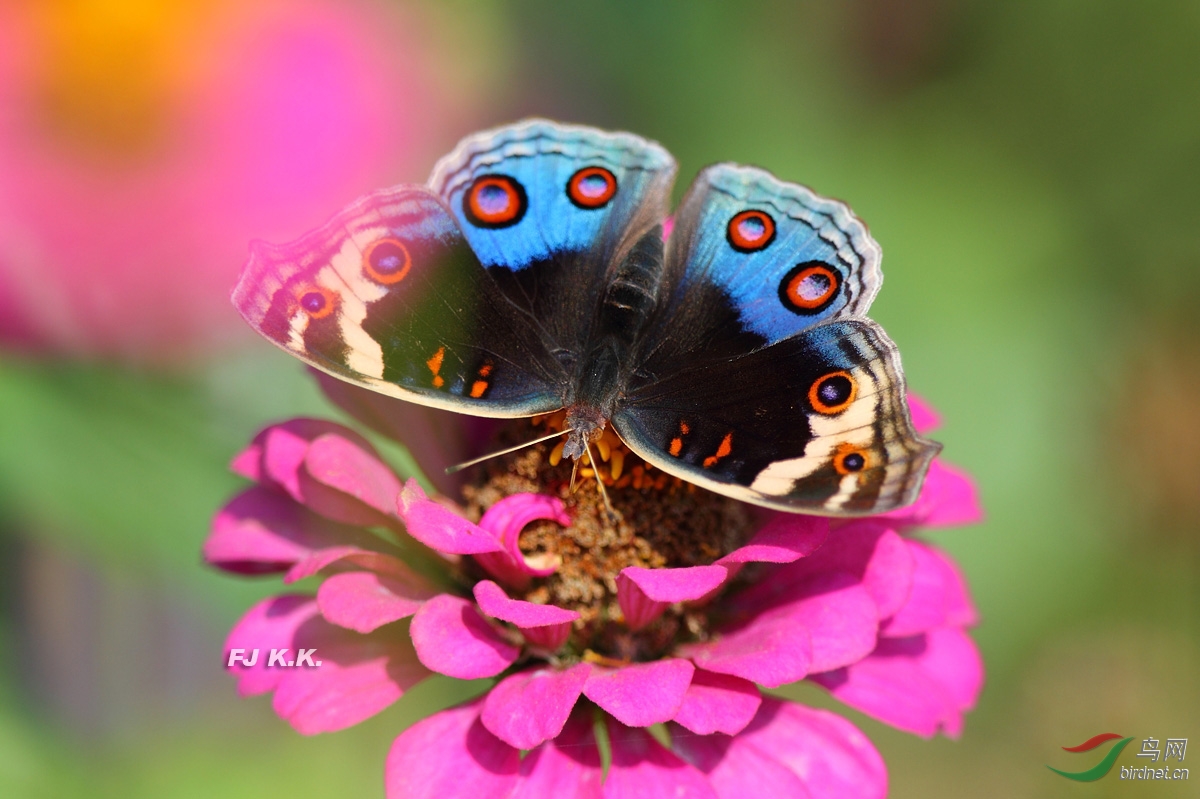 个人新品种翠蓝眼蛱蝶