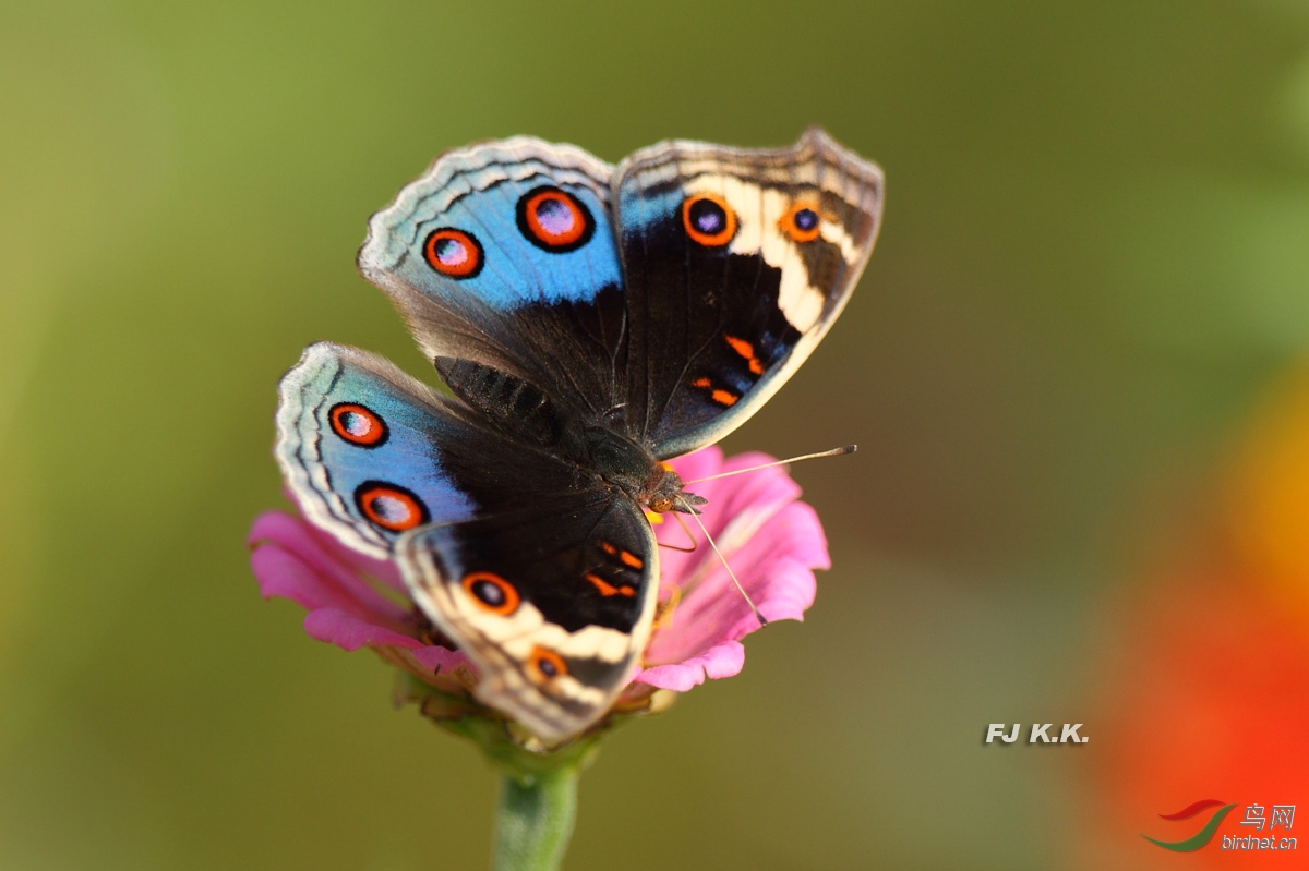 个人新品种翠蓝眼蛱蝶