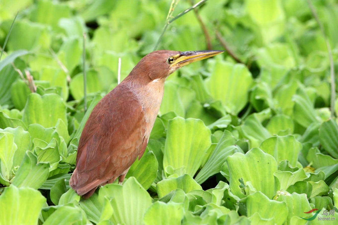 栗苇鳽