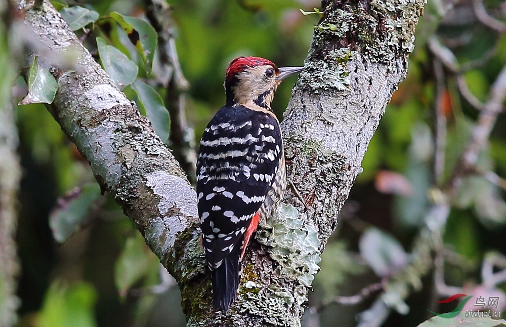 纹胸啄木鸟